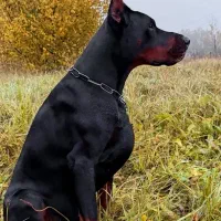 دوبرمن تیپ اروپایی