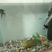 آکواریوم شیشه خم بزرگ  با ماهی و‌لوازم|ماهی|مشهد, مشکینی (شهرک غرب)|دیوار