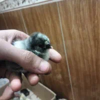 جوجه کوشین پاپر