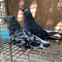 جفت دمسفید عطیقه