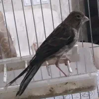 قناری نر سوخته سرخ ۳ماهه سوپری و مدادی|پرنده|تهران, نارمک|دیوار