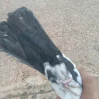 کبوتر|پرنده|بم, |دیوار