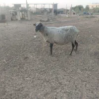 یک راس میش نزاد رمانوف آبستن سنگین