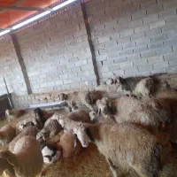 معاوضه ۱۹راس میش با کهره|حیوانات مزرعه|بهبهان, |دیوار