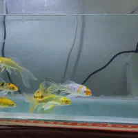 ماهی کوی سوپر باله|ماهی|یزد, |دیوار