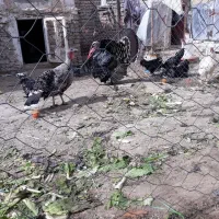 بوقلمون برنز آمریکایی|حیوانات مزرعه|هشتگرد, خور|دیوار