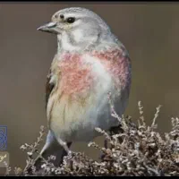 سهره گلبسر و قناری سرخ|پرنده|اصفهان, شهرک صنعتی جی|دیوار