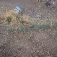 واگذاری سگ سرابی گله ای و نگهبان