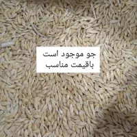 فروش عمده خوراک دام و طیور زیر قیمت بازار|عمده‌فروشی|زرندیه, |دیوار