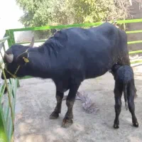 استخدام کارگر دامداری