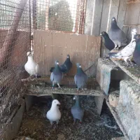 کبوتر پلاکی