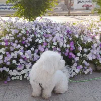جویای شغل