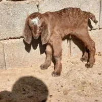 کهره شیری نر