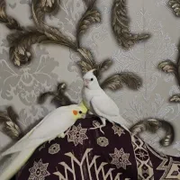 عروس هلندی با قفس و لوازم کامل