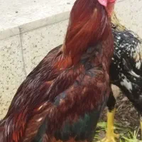 خروس لاری معاوضه با مرغ