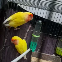 یک جفت کوتوله