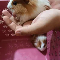 توله خوکچه هندی|موش و خرگوش|کازرون, |دیوار