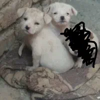 یه دونه توله پاکوتاه ماده