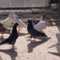 کفتر پرشی قلمه