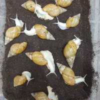 حلزون اچاتینا|خزنده|تهران, حافظیه|دیوار