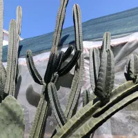 کاکتوس پریانوس