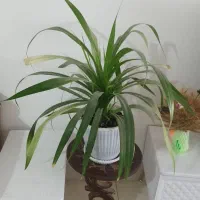 گل طبیعی|گل و گیاه طبیعی|شیراز, گویم|دیوار