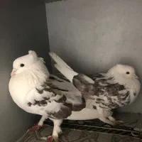 کبوتر نقش و پرشی|پرنده|گرمسار, |دیوار