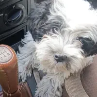 شیتزو|سگ|مبارکه, |دیوار