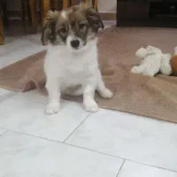 سگ ماده اشپیتز ۴ ماهه ( تیله)|سگ|رشت, ساغری سازان|دیوار