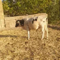 گاو|حیوانات مزرعه|یاسوج, |دیوار
