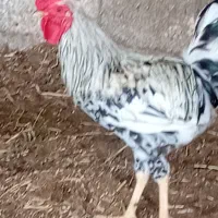 خروس محلی ونیمچه خروس