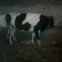 گاو گوساله نر