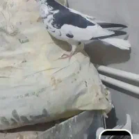 کفتر فروشی|پرنده|سرایان, |دیوار