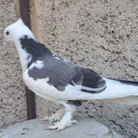 جوجه هما