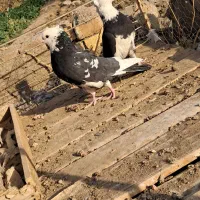 یک جفت نرماده ابلغ|پرنده|آران و بیدگل, |دیوار