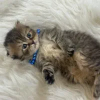 گربه بچه اسکاتیش بریتیش نر و ماده ۱۴تومان|گربه|گرگان, |دیوار