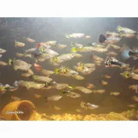 ماهی کوپی از بهترین نژاد متنوع