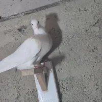 طوقی|پرنده|پاکدشت, پاکدشت (مامازند)|دیوار