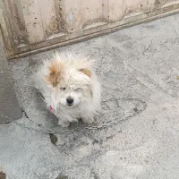 سگ شیتزو نر ۷ماهه