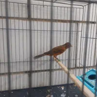 قناری ریزه خون