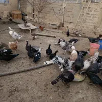 بقلمون نر و ماده خانگی|حیوانات مزرعه|کبودرآهنگ, |دیوار