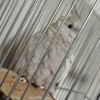 عروس هلندی ایزابلا