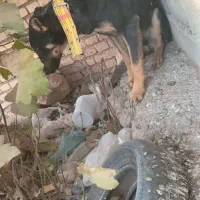 سگ دو رگه سرحال