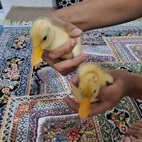 جوجه اردک