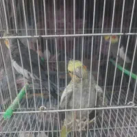 عروس هلندی