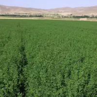 ۵۰۰ متر زمین کشاورزی ، زراعی ،باغی بابهترین لوکیشن|فروش زمین و ملک کلنگی|اصفهان, قهاب جنوبی|دیوار