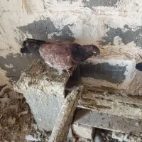 دو عدد نر تاپ|پرنده|کرخه, |دیوار