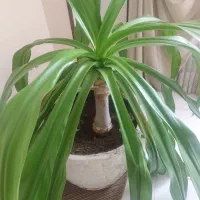 فروش گل اشکه ملکه|گل و گیاه طبیعی|اصفهان, بهارستان|دیوار