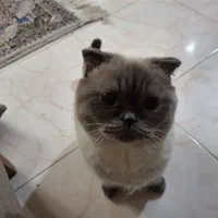 پت خونگی|گربه|شاندیز, |دیوار