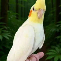 عروس هلندی لوتینو چشم شرابی